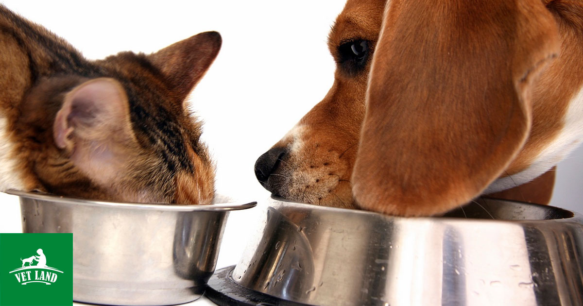 Різниця між собачим і котячим кормом