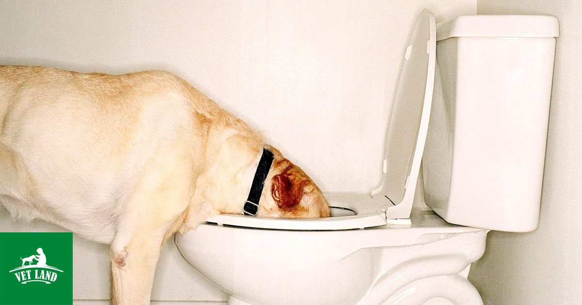 Чому собаки так полюбляють пити з унітазу?