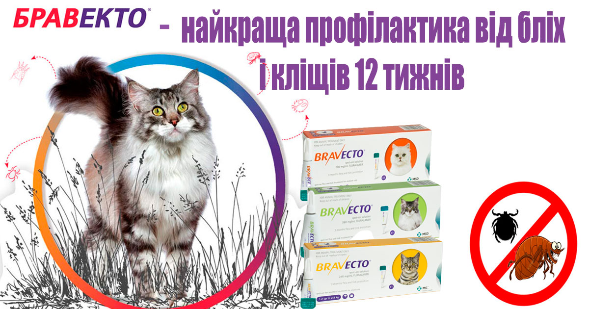 Краплі Bravecto Spot-On для котів - 12 тижнів захисту